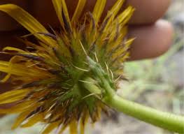 Image result for Berkheya setifera