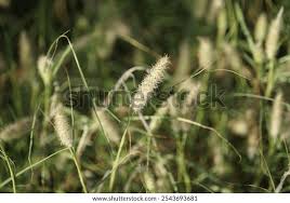 Image result for Cenchrus ciliaris