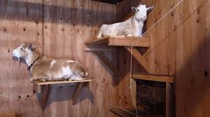 TIL goats are cats with hooves - GIF on Imgur  Goats Goat house Goat barn