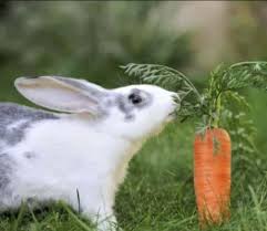 Cerita gambar ilustrasi kelinci makan wortel. 89 Foto Gambar Kelinci Memakan Wortel Inspiratif