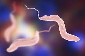 Charles Darwin Chagas Disease And The Killer Kissing Bugs Of California Harvard Health