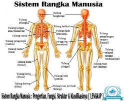 Tulang tersebut terbagi menjadi dua bagian yaitu rangka aksial (tulang sumbu) dan 3. Sistem Rangka Manusia Pengertian Struktur Fungsinya Lengkap