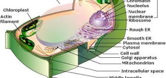 Is a cell membrane a plant or an animal or both? The Structure Of The Plant Cell Science Online