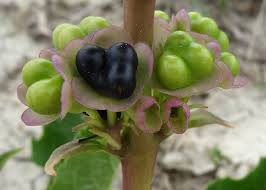 Image result for Rotheca aurantiaca