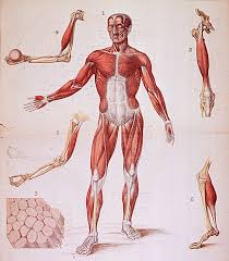 What Is The Strongest Muscle In The Human Body Library Of
