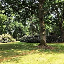 Rhododendronpark Bremen Garten Pflanzen Gartentechnik Rhododendron Park Instagram Plants