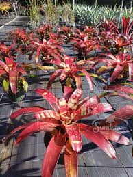 Image result for Nervilia petraea