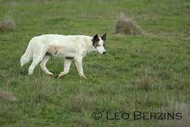 The dingo is an australian wild canid or member of the dog family in its own right, separate from dogs and the dingo has been known as australia's native dog since the arrival of westerners more than. Wild Dogs And Transmission Of Neospora Caninum In Australia Pestsmart