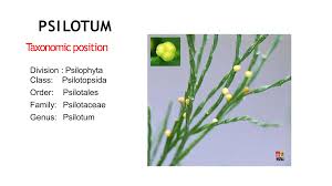 Image result for Psilotaceae
