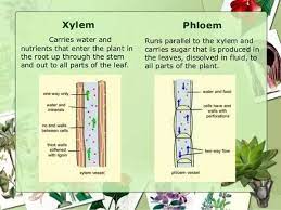 Vascular plants are considered to be more advanced than. What Is The Importance Of Vascular Plants Quora