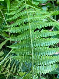 Image result for Amauropelta