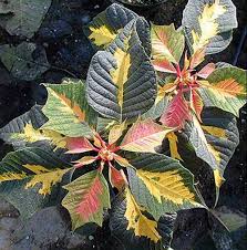 Christmas cactus plants are a popular choice for gifts and the flattened leaves of the easter cacti are edged with rounded teeth. Poinsettias And Christmas Cacti Shine Even After The Tinsel And Lights Come Down Caes Newswire