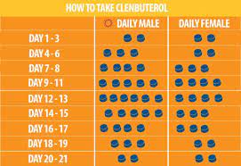 Clen Cycle Clenbuterol Results Dosage And Effects