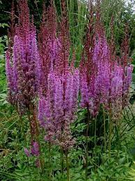 Astilbe Chinensis Purple Candles Flowers Perennials Purple Candles Perennials