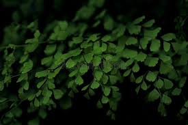 Image result for Adiantaceae