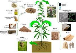 Tahun 2009 nomor 144, tambahan lembaran. Psychedelics Club Benih Rami Industri Cannabis Sativa L Kualitas Gizi Nutrisi Dan Fungsi Potensial Untuk Kesehatan Manusia Unduh Pdf Https Www Mdpi Com 2072 6643 12 7 1935 Pdf Abstrak Hempseeds Biji Bijian Yang Dapat Dimakan Dari Tanaman