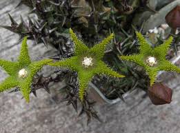 Image result for Orbea dummeri