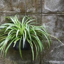 Image result for Chlorophytum silvaticum