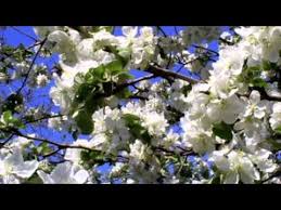 ой калина ой малина в речке талая вода текст Oj Kalina Oj Malina Youtube