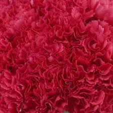 See more of the pink carnation flower & gift shop on facebook. Hot Pink Carnations Wholesale Flowers Fiftyflowers