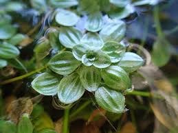 Image result for Callitriche