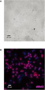 Check spelling or type a new query. Highly Structured Homolog Pairing Reflects Functional Organization Of The Drosophila Genome Biorxiv