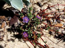 Image result for Lysimachia monelli