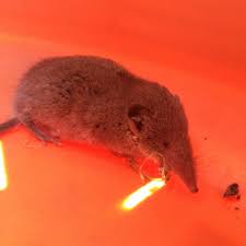 Spitzmaus Nach Tierarzt Direkt Wieder Auswildern Was Kann Man Futtern Tiere Maus Tierschutz