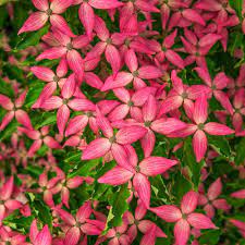 Spring Hill Nurseries Scarlet Fire Dogwood Cornus Live Bareroot Ornamental Tree Pink Flowers 1 Pack 65948 The Home Depot Spring Hill Nursery Ornamental Trees Dogwood Blooms