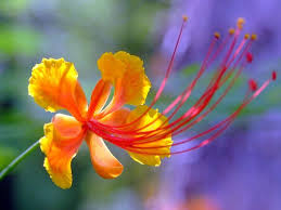 fabaceae 蝶形花科 red bird of paradise caesalpinia pulcherrima 金鳳花 beautiful flowers pictures wonderful flowers birds of paradise flower
