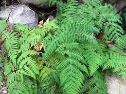 Image result for Hypolepis sparsisora