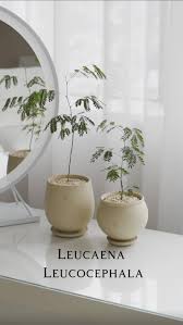 Image result for Blotiella natalensis