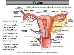 Vagina Anatomy And Function Diagram
