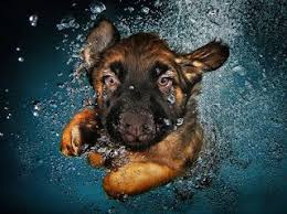 Underwater dogs underwater swimming underwater photos underwater music underwater photography cute. German Shepherd Puppy Swimming Underwater Underwater Dogs German Shepherd Puppies German Shepherd Dogs