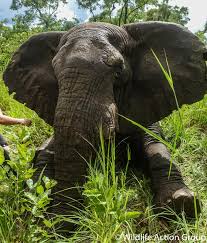 Image result for Habenaria debeerstiana