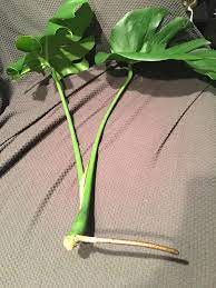 How long does propagating a monstera deliciosa take? Just Received This Fresh Cutting With A Long Aerial Root What S The Best Way To Propagate Should I Put It In Water Or In Soil Monstera