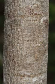 Image result for Lannea virgata