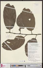 Image result for Strombosia scheffleri