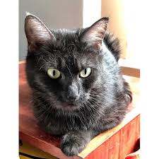 Black ragdoll cats can have all the features of a ragdoll, such as the large size, the silky coat, and unique personality, but black ragdoll cats do not have the traditional ragdoll points (mask, legs, ears, blue eyes, and tails). Shadow The Black Smoke Tabby Female Domestic Short Hair Cat In Nsw Petrescue