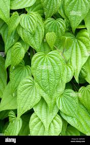 Image result for Dioscoreaceae