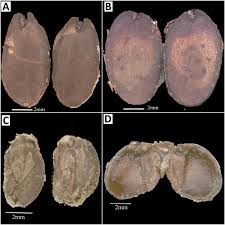 Image result for Ochna oxyphylla