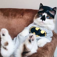 Bekijk Deze Instagram Foto Van Albertbabycat 23 5 Duizend Vind Ik Leuks Kedi