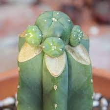 The san pedro cactus, echinopsis pachanoi or trichocereus pachanoi, of the cactus family, is known in traditional medicine, for human use and for veterinary use. How To Strike Roots On San Pedro And Similar Trichocereus Cacti The Ethnobotanical Garden Cactus House Plants Grafted Cactus San Pedro Cacti