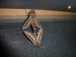 Image result for Hippotion celerio