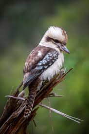Kookaburras are terrestrial tree kingfishers of the genus dacelo native to australia and new guinea, which grow to between 28 and 42 centimetres (11 and 17 inches). 20 Kookaburra Ideas Australian Birds Pet Birds Australian Wildlife