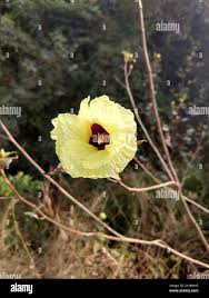 Image result for Azanza lampas