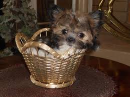 However, free mi ki dogs and puppies are a rarity as rescues usually charge a small adoption fee to cover their expenses (usually less than $200). Mathias Mi Kis Puppies And Dogs Home Facebook