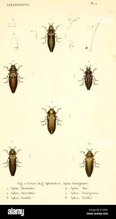 Image result for Caucanthus auriculatus