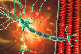 We did not find results for: Schwerer Covid 19 Verlauf Vor Allem Bei B Zell Depletierten Myasthenia Gravis Patienten Deutsche Gesellschaft Fur Neurologie E V