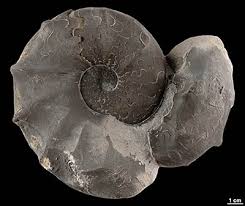 This phenomenon of dimorphism is present throughout the entire phylogenesis of ceratites by two parallel developmental lines. Die Trias In Sudwestdeutschland The Triassic Of South West Germany